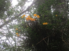 Dendrobium chryseum