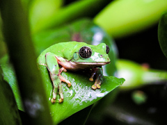Agalychnis dacnicolor