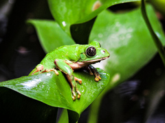 Agalychnis dacnicolor