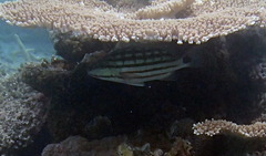 Lutjanus decussatus