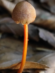 Mycena crocata