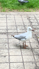 Chroicocephalus novaehollandiae