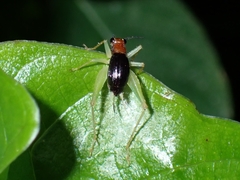 Trigonidiinae