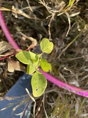 Symphoricarpos occidentalis