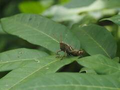 Xenocatantops brachycerus