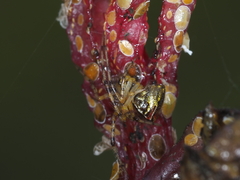 Theridion pyramidale