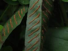 Leptochilus ellipticus