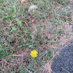 Taraxacum