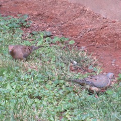 Zenaida macroura carolinensis