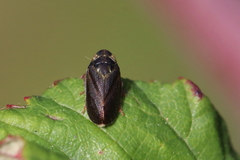 Tettigometra