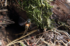 Vespula rufa