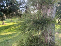 Casuarina glauca