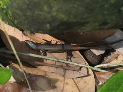 Sphenomorphus indicus