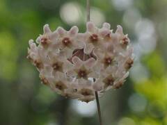 Hoya carnosa