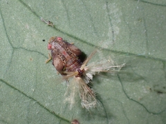 Ricaniidae