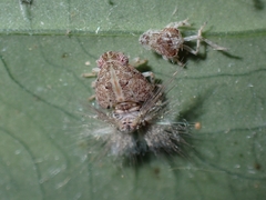 Ricaniidae