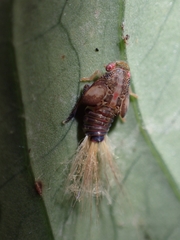 Ricaniidae