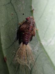 Ricaniidae