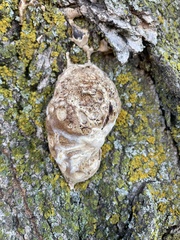 Fomitiporia punctata