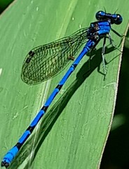 Argia elongata