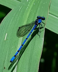 Argia elongata