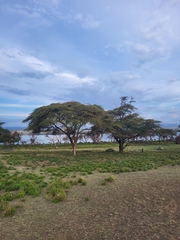 Vachellia xanthophloea