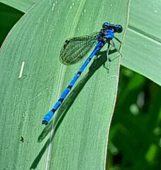 Argia elongata