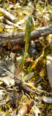 Pterostylis pusilla