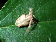 Ricaniidae