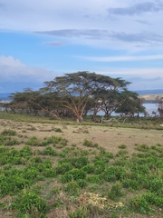 Vachellia xanthophloea