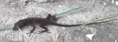 Anolis sericeus
