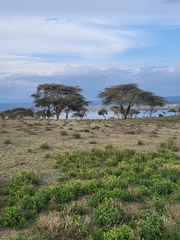Vachellia xanthophloea