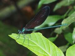Matrona cyanoptera