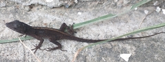 Anolis sericeus