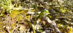 Pterostylis pusilla