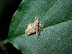 Ricaniidae