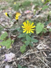 Hieracium