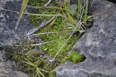 Ptychostomum pseudotriquetrum
