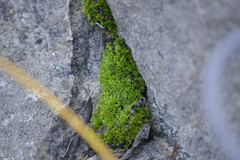 Ptychostomum pseudotriquetrum