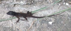 Anolis sericeus
