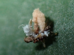 Ricaniidae