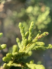 Juniperus osteosperma