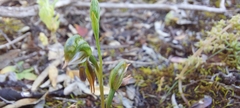 Pterostylis pusilla