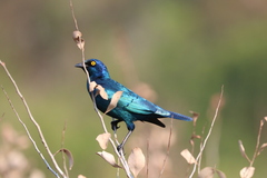 Lamprotornis chalybaeus