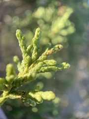 Juniperus osteosperma