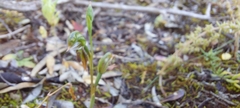 Pterostylis pusilla