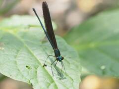 Matrona cyanoptera