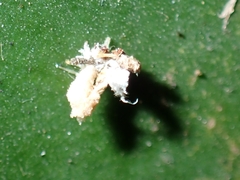 Ricaniidae