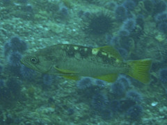 Sebastes serranoides
