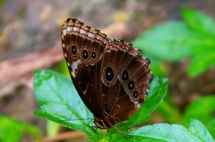 Morpho helenor guerrerensis